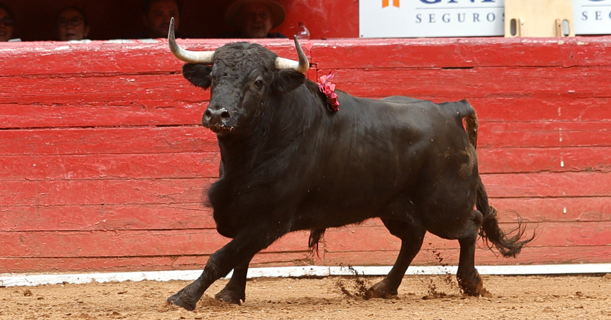 Corrida cdmx